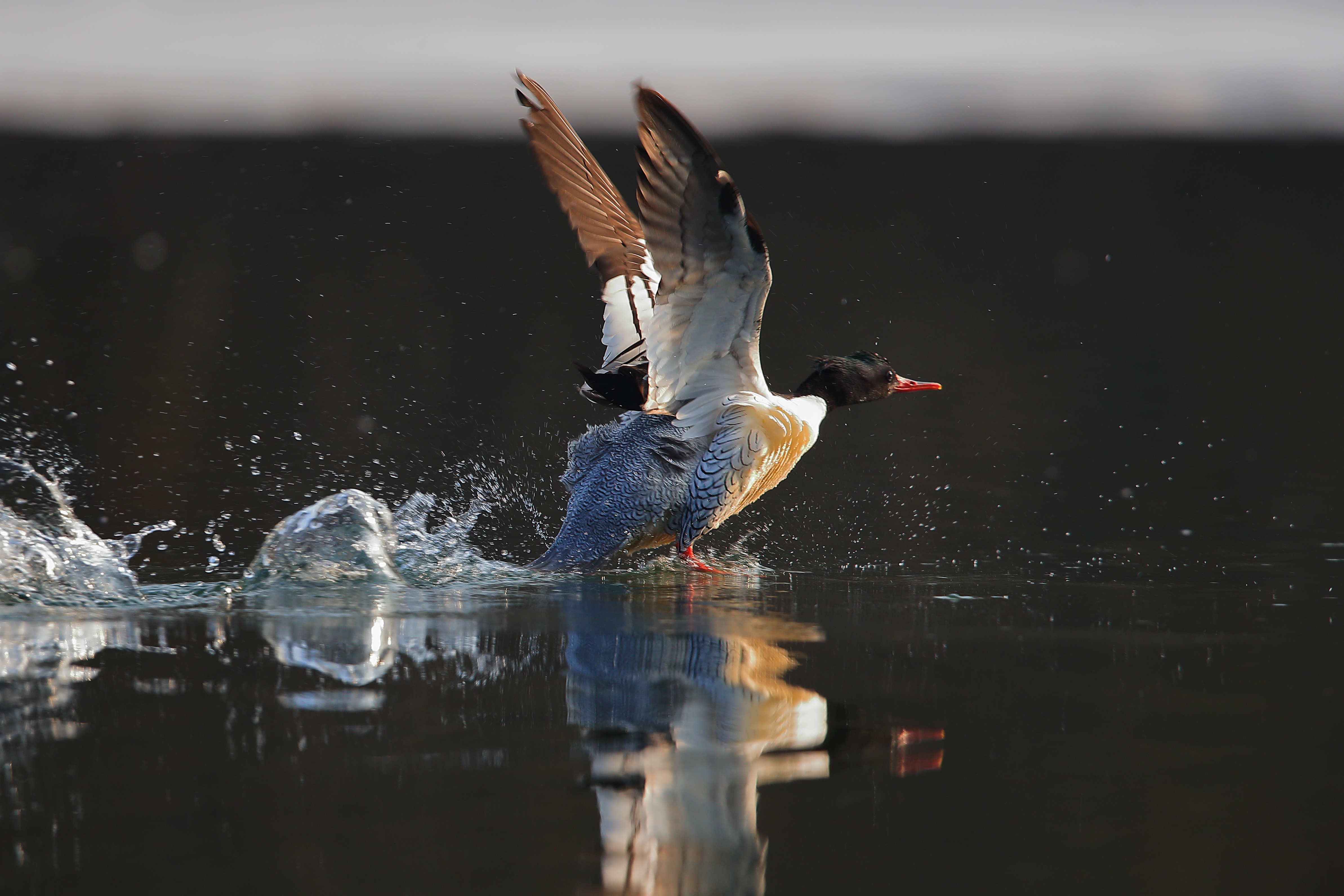 图虫创意-1298867748968202273.jpeg 图虫创意-1298867748968202273.jpeg