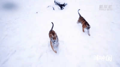 W020240311405388312018.gif W020240311405388312018.gif