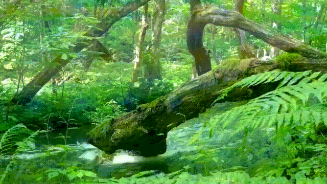 白山4.gif 白山4.gif