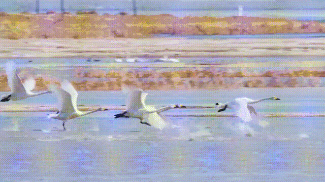 松原1.gif 松原1.gif