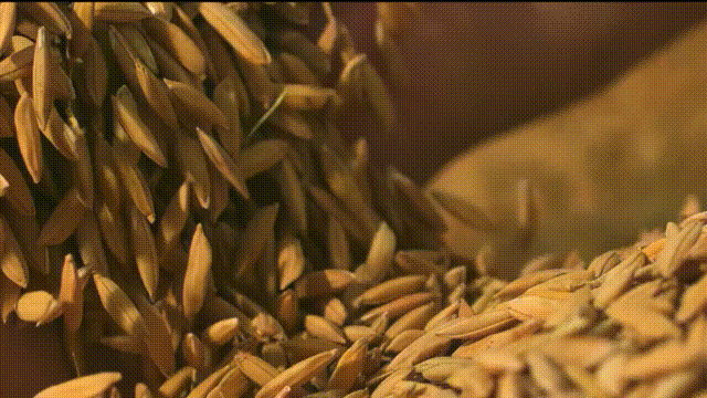 水稻.gif 水稻.gif