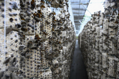 汪清小木耳.gif 汪清小木耳.gif