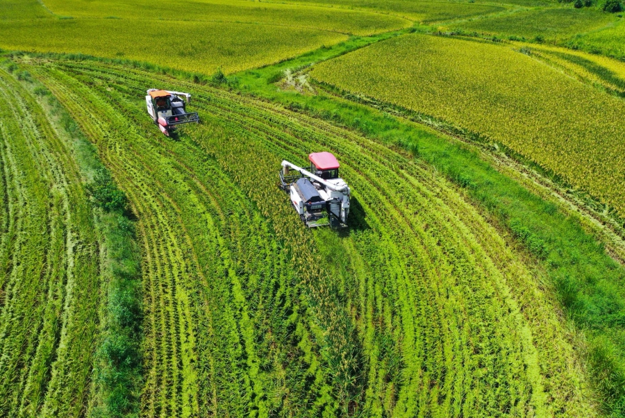 8月11日，信阳市光山县罗陈乡张楼村青龙河合作社，社员正在抢收头茬再生水稻。(谢万柏 摄).jpg