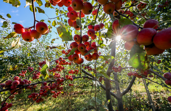 沙果满枝头.jpg 沙果满枝头.jpg