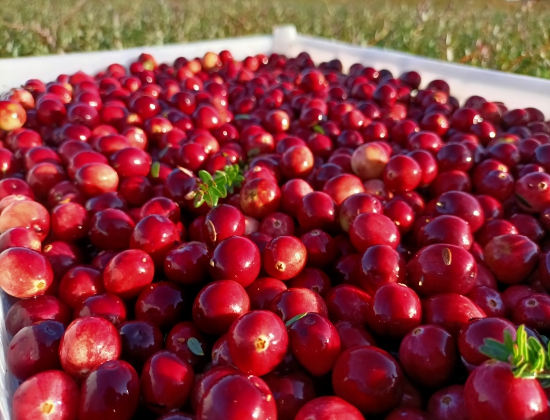 抚远蔓越莓1红海植业提供.jpg 抚远蔓越莓1红海植业提供.jpg