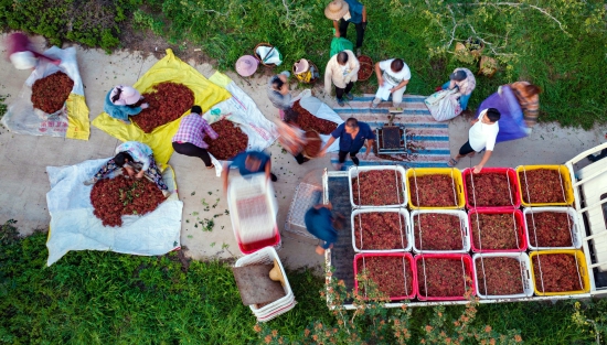 8月13日,洛阳市宜阳县柳泉镇沙漠村花椒种植基地,村民正在采摘花椒(视觉梦工坊 李卫超 田义伟 摄).jpg 8月13日,洛阳市宜阳县柳泉镇沙漠村花椒种植基地,村民正在采摘花椒(视觉梦工坊 李卫超 田义伟 摄).jpg
