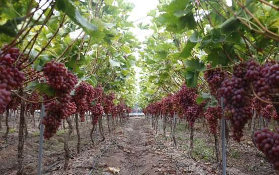 西昌晚熟葡萄丰收2.jpg 西昌晚熟葡萄丰收2.jpg