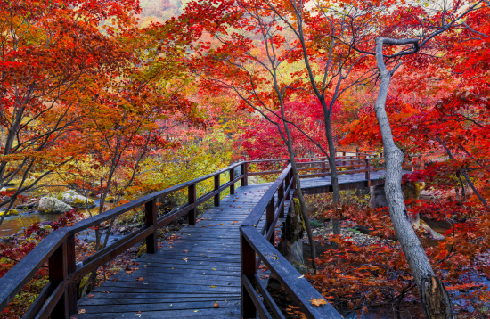 图虫创意-老宁本溪红叶风光.jpeg 图虫创意-老宁本溪红叶风光.jpeg