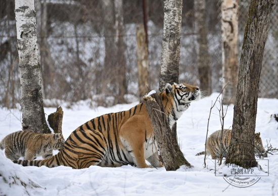 老虎3.png 老虎3.png