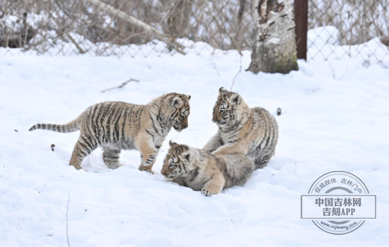 老虎4.png 老虎4.png