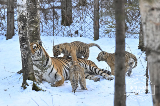 老虎5.png 老虎5.png