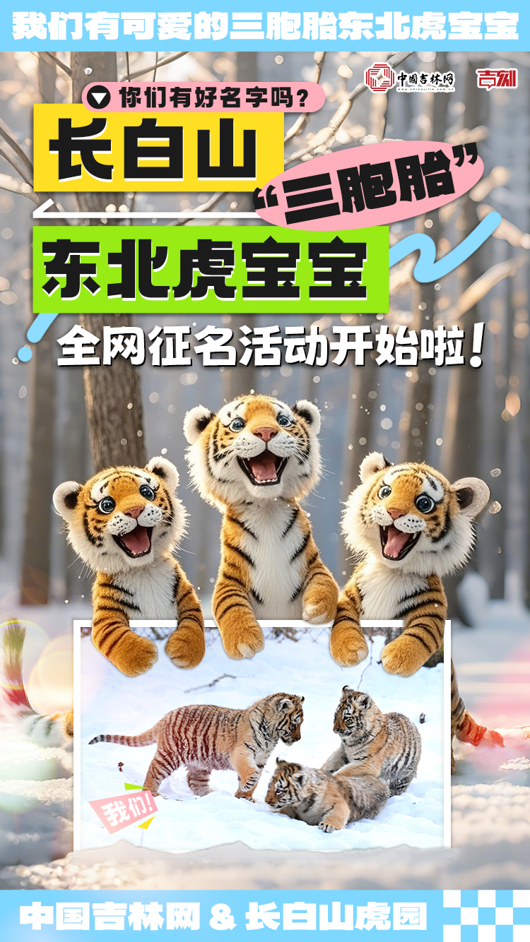 241217小老虎征名.jpg 241217小老虎征名.jpg