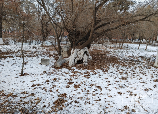 IMG_20241219_144703.jpg IMG_20241219_144703.jpg