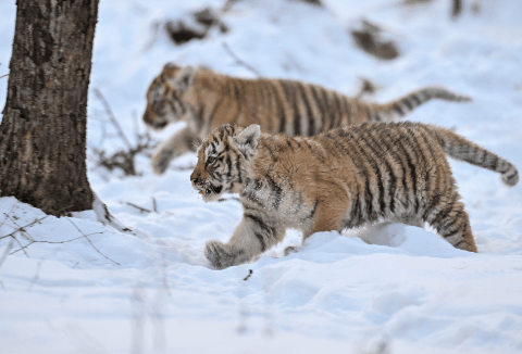 W020241216519529865021.gif W020241216519529865021.gif