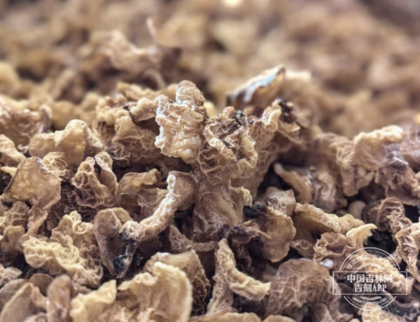 IMG_20241220_092842.jpg IMG_20241220_092842.jpg