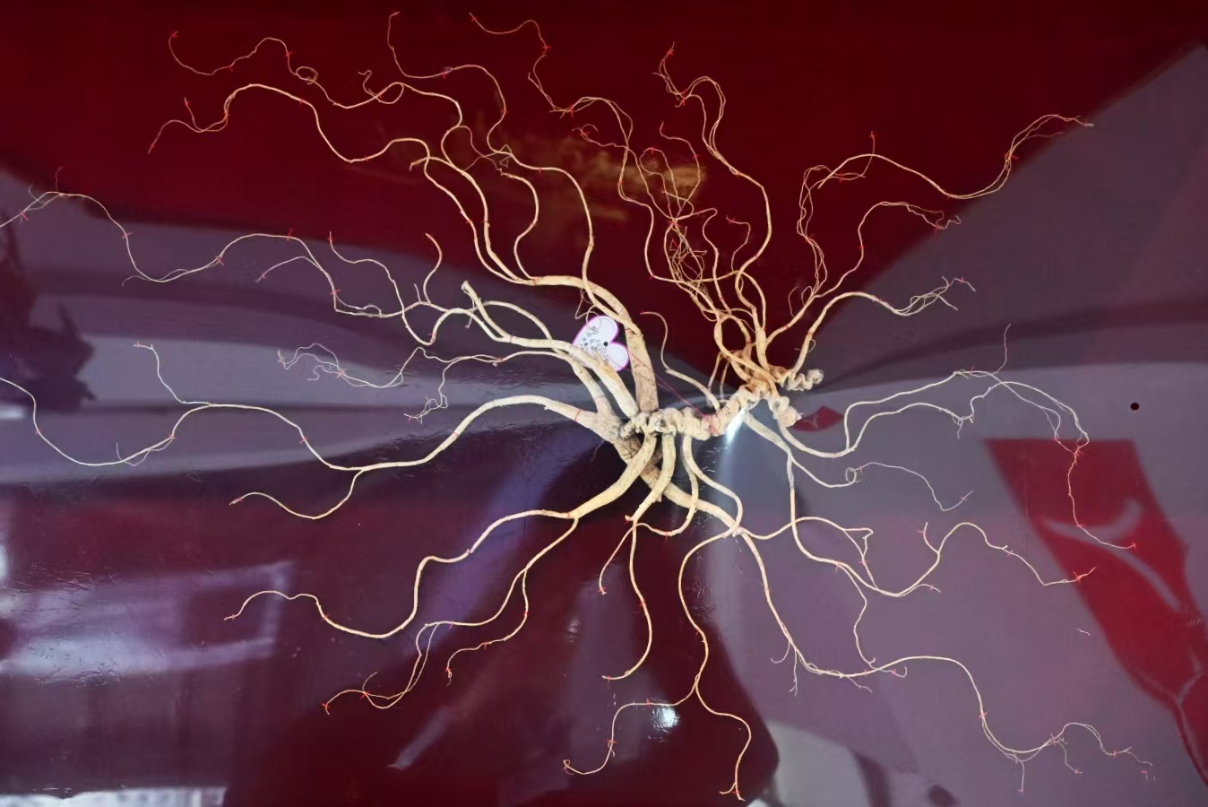 93d74bea10b61e5025bc69f1a532879.jpg 93d74bea10b61e5025bc69f1a532879.jpg