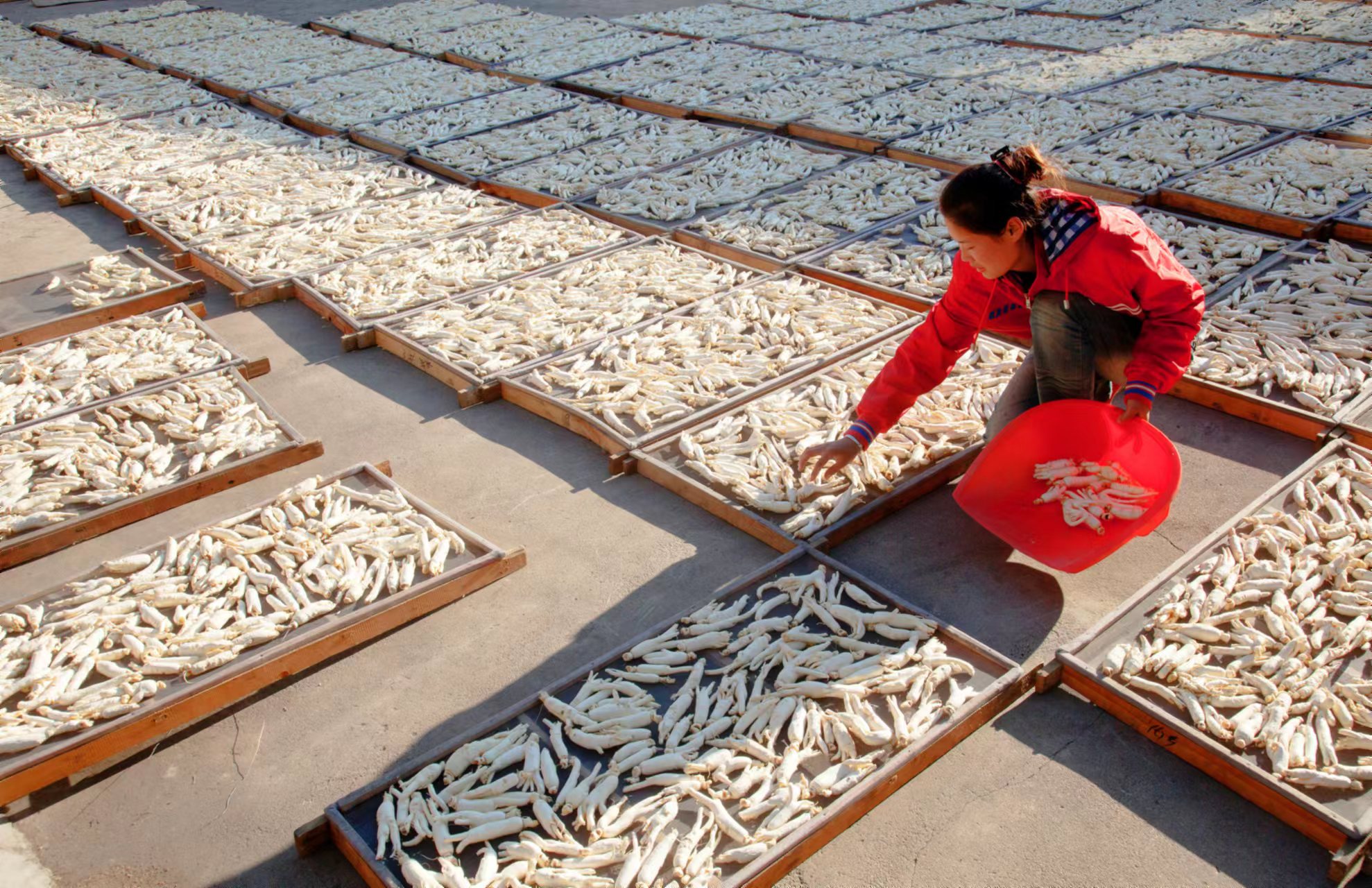 2—2 一棵好人参 是全产业开发、全链条做强的根基.jpg 2—2 一棵好人参 是全产业开发、全链条做强的根基.jpg