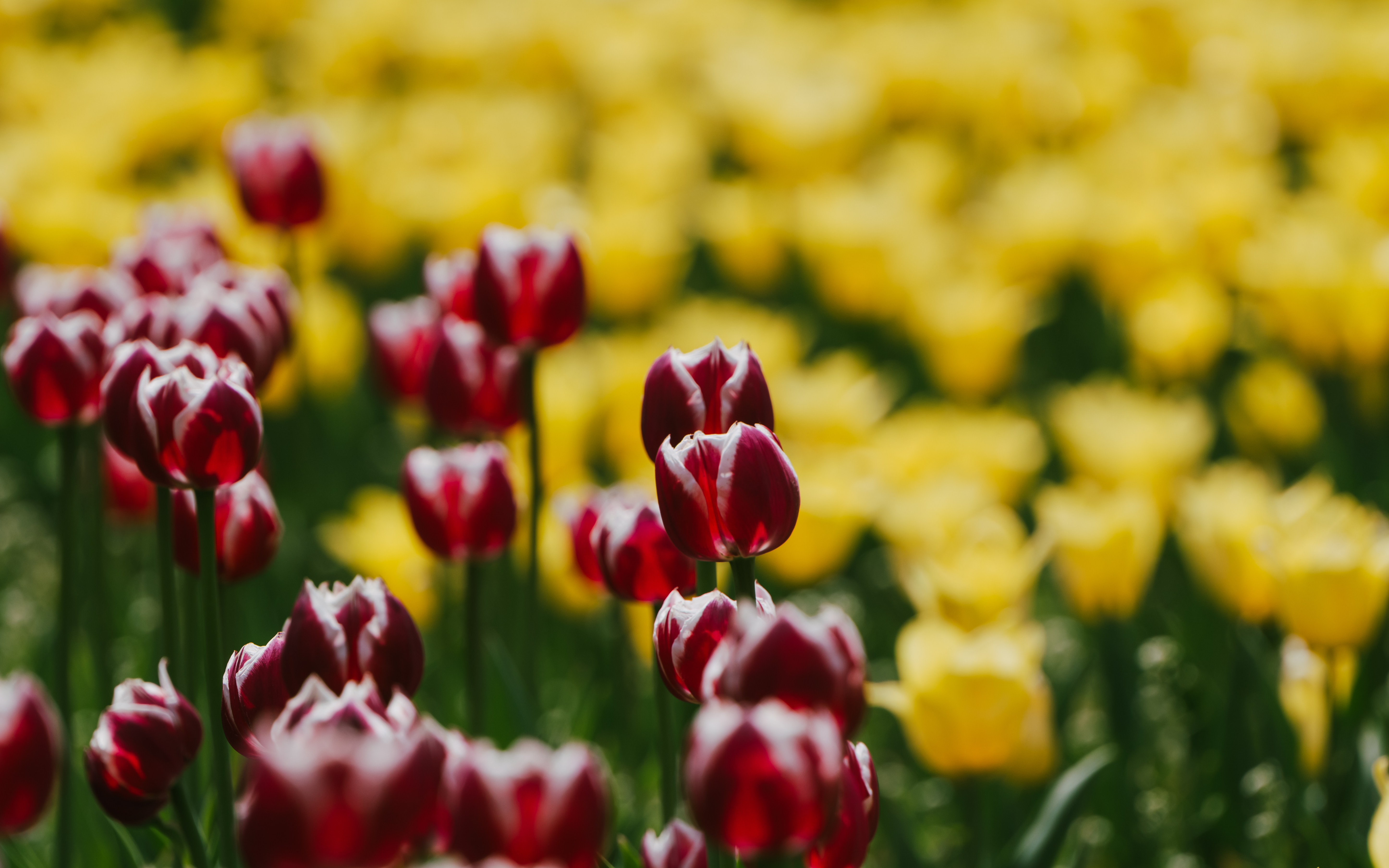 图虫创意-2032156397398130697.jpeg 图虫创意-2032156397398130697.jpeg