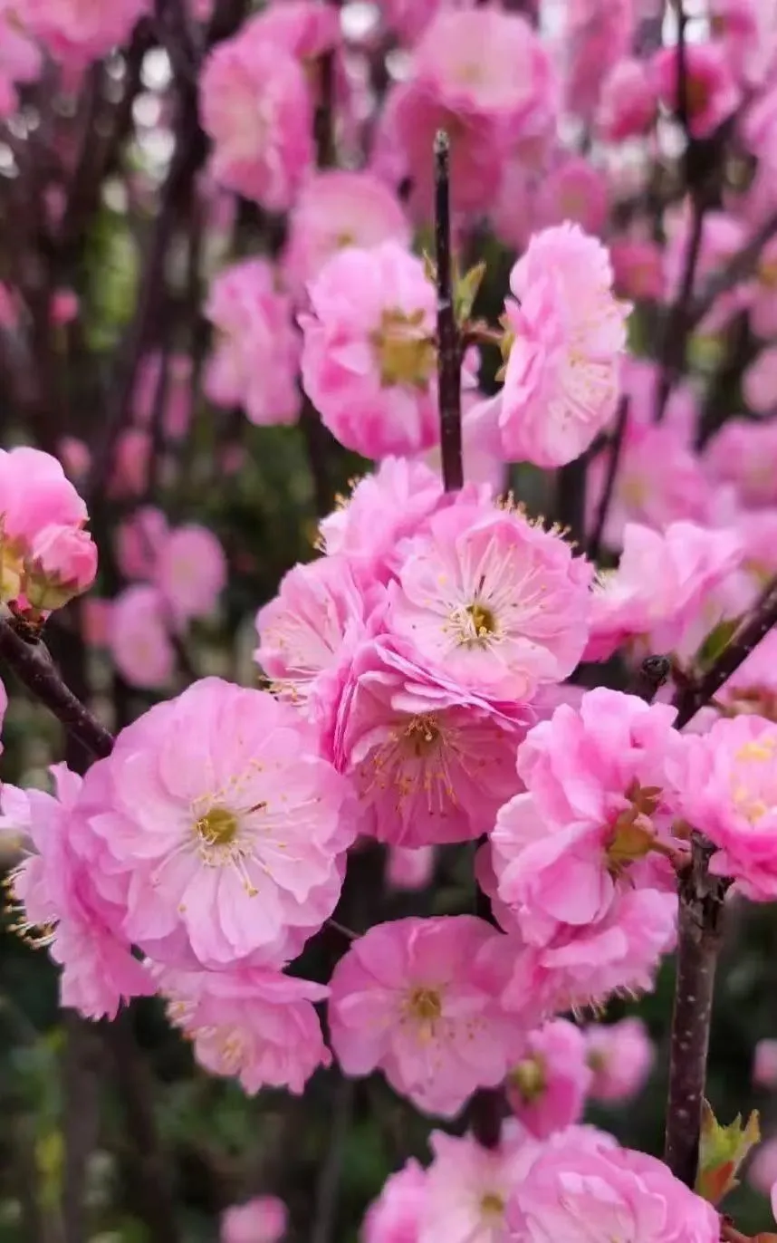 4{OWCBA`220T{3W9(@P)TUN.png 4{OWCBA`220T{3W9(@P)TUN.png