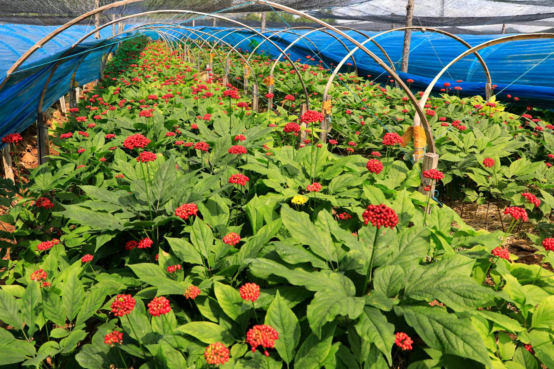 mmexport1745387755542.jpg mmexport1745387755542.jpg