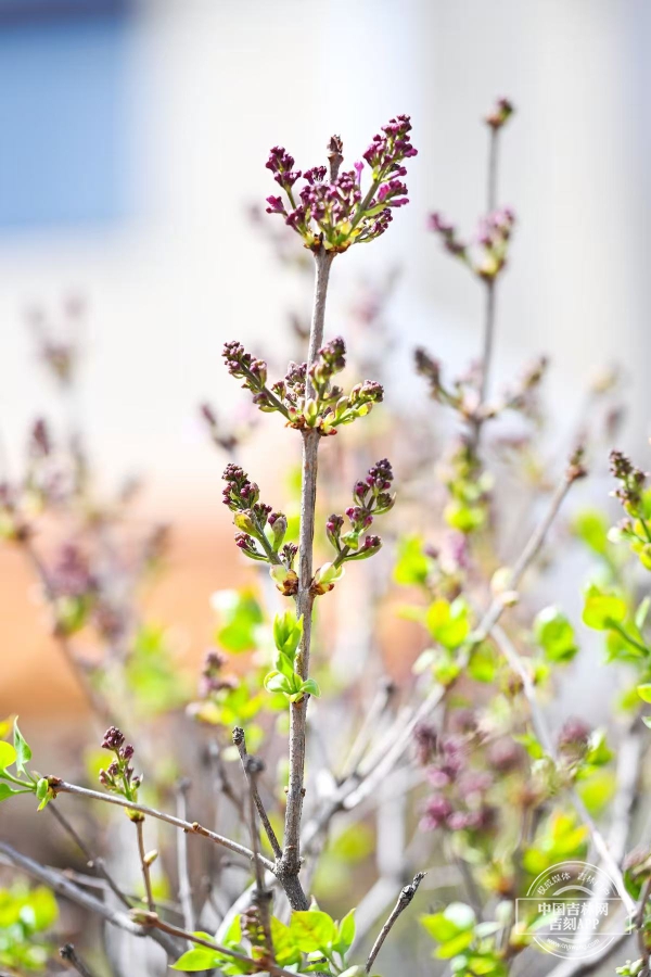 微信图片_20250423155137.jpg 微信图片_20250423155137.jpg