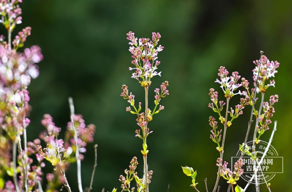 微信图片_20250423155253.jpg 微信图片_20250423155253.jpg