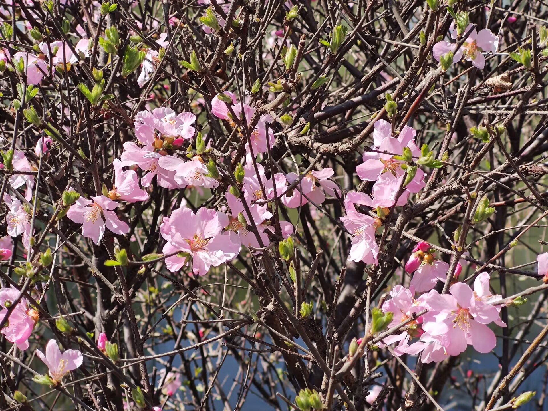 B3C302235542FB91B56ED9A4D7A3FBBD.jpg B3C302235542FB91B56ED9A4D7A3FBBD.jpg