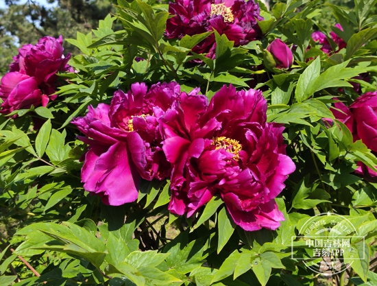 微信图片_20250523194522.jpg 微信图片_20250523194522.jpg