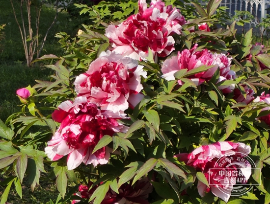 微信图片_20250525161137.jpg 微信图片_20250525161137.jpg