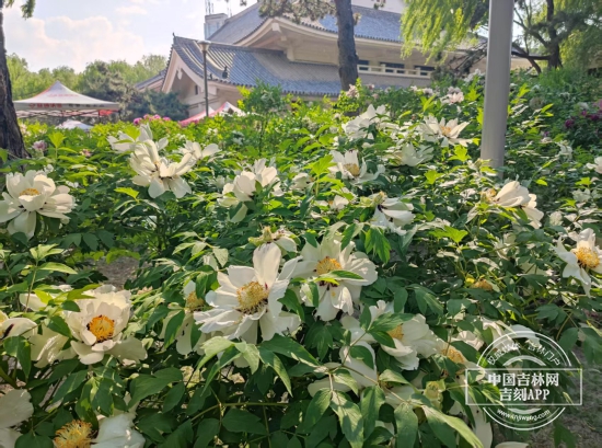 微信图片_20250526134151.jpg 微信图片_20250526134151.jpg