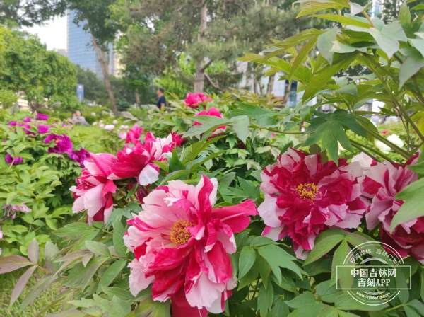 微信图片_20250529153750.jpg 微信图片_20250529153750.jpg