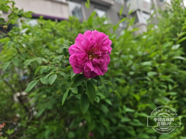 微信图片_20250602161442.jpg 微信图片_20250602161442.jpg