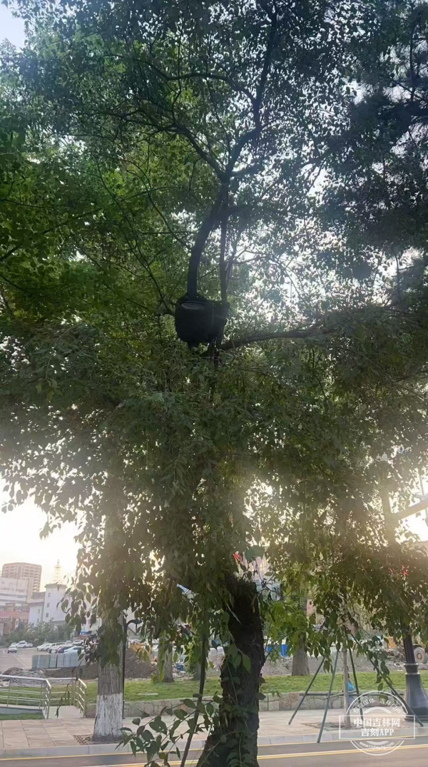 新民大街 灯.jpg 新民大街 灯.jpg