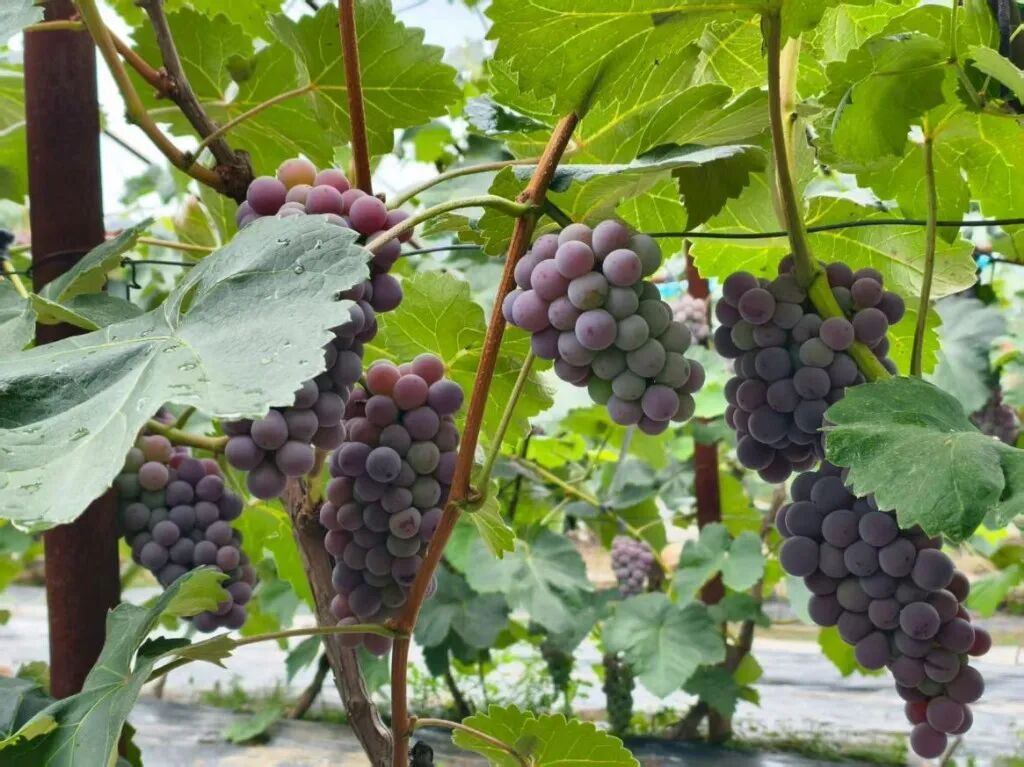 微信图片_2025-09-21_210325_480.jpg 微信图片_2025-09-21_210325_480.jpg