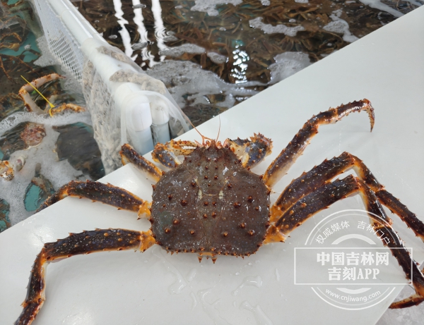 帝王蟹.jpg 帝王蟹.jpg