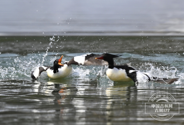 W020250927477340925514.jpg W020250927477340925514.jpg