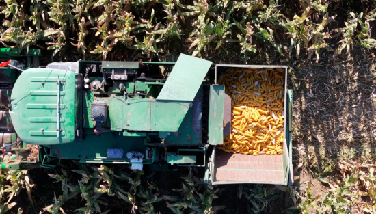 秋收.00_03_32_15.Still003.jpg 秋收.00_03_32_15.Still003.jpg