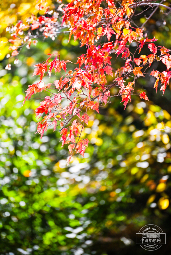 0306F701605FE6B85C95ED041E82E122.jpg 0306F701605FE6B85C95ED041E82E122.jpg