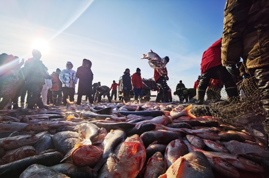 腾鱼1.jpg 腾鱼1.jpg