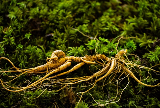 1—2物华天宝 孕育仙草.jpg 1—2物华天宝 孕育仙草.jpg