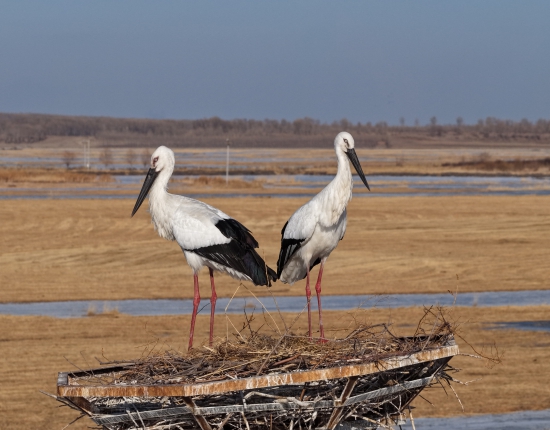 莫莫格保护区的东方白鹳归巢 (1).JPG