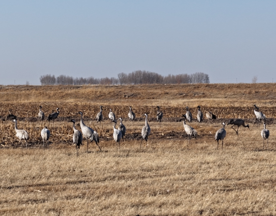 二龙涛河流域灰鹤 (2).JPG