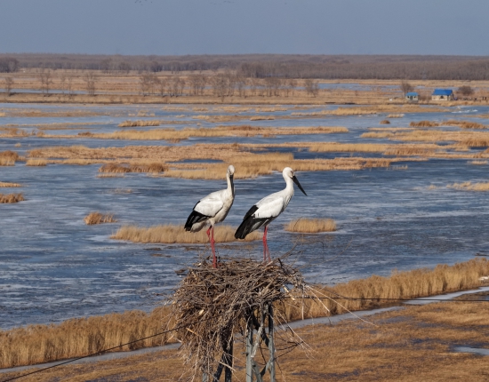 莫莫格保护区的东方白鹳归巢 (2).JPG