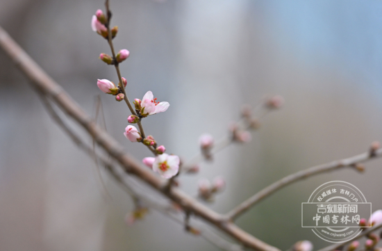 W020260409805787381553.jpg W020260409805787381553.jpg