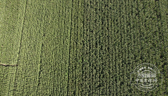 DJI_0134.JPG
