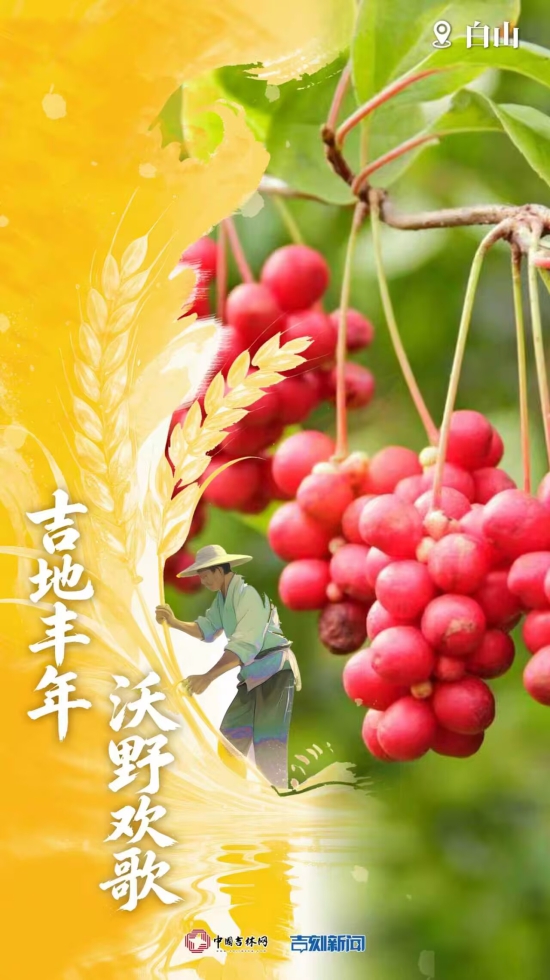 白山红果.jpg