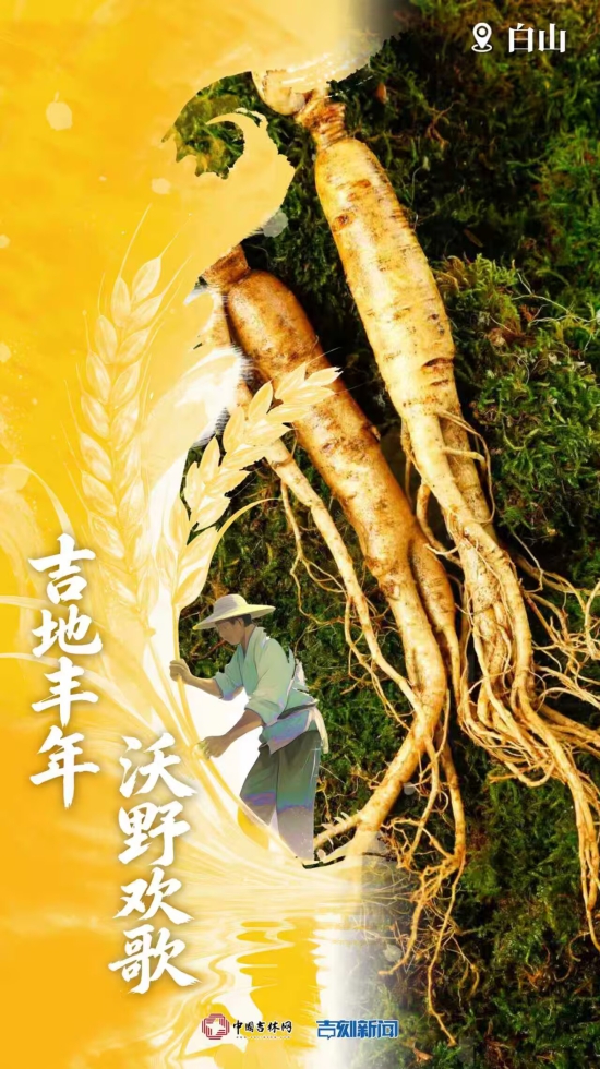 白山人参.jpg