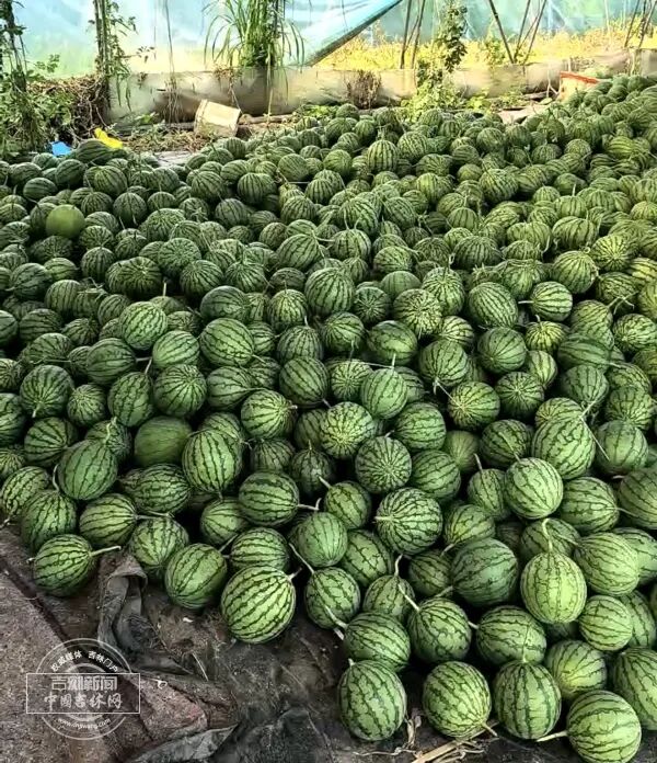 xigua.jpg xigua.jpg
