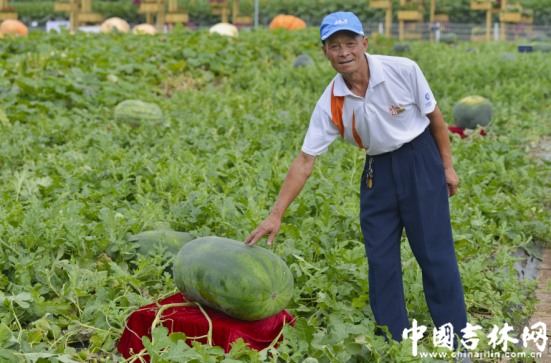 西瓜个头儿真不小