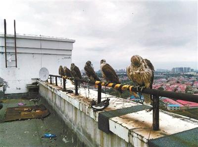 救助鸟类社交群售卖保护动物 卖家称活体可邮寄